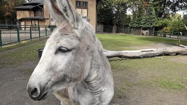 PiS nie odpuszcza i oskarża ZOO o promocję konkubinatów.