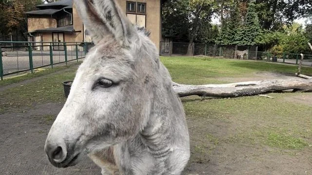 PiS nie odpuszcza i oskarża ZOO o promocję konkubinatów.
