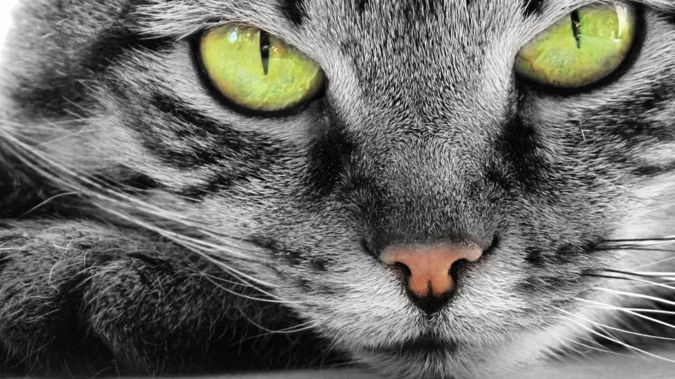 Kotom wyraźnie ciąży ich rola kulturowa.