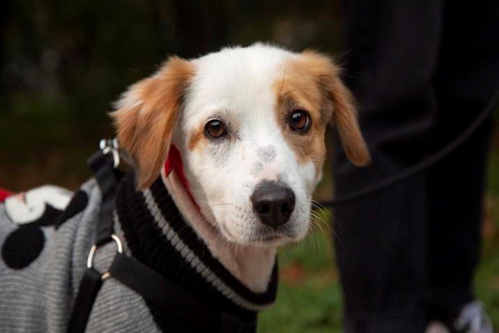Gotowa na adopcję Racuszka. Obecnie przebywa w domu tymczasowym w Warszawie.