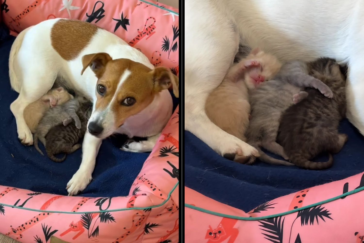 To nie piękna bajka. Trzy małe kotki wykarmiła psia mamka [SERIO]