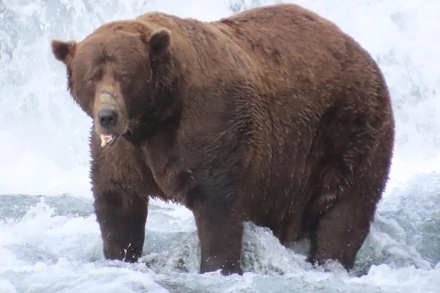 Ten Adonis pojadł, wygrał konkurs na najgrubszego niedźwiedzia, a teraz idzie spać