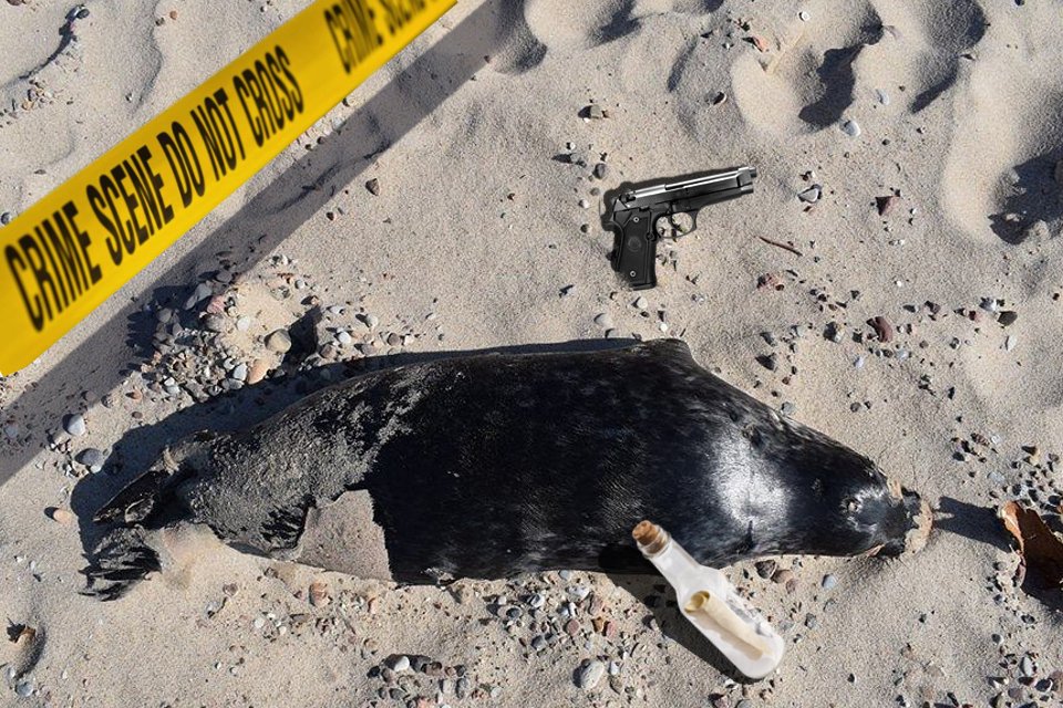 Policja zabezpieczyła przy foce pistolet i list pożegnalny.