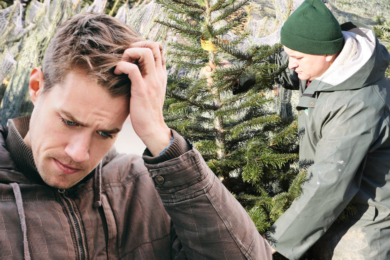 - Oknąłem się z otwartą morfologią sosny na Wikipedii, a córka testowała na młodszym bracie odporność na niespodziewane ukłucia igliwiem.