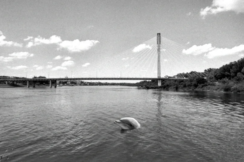 Delfin w Warszawie, 1963 r.