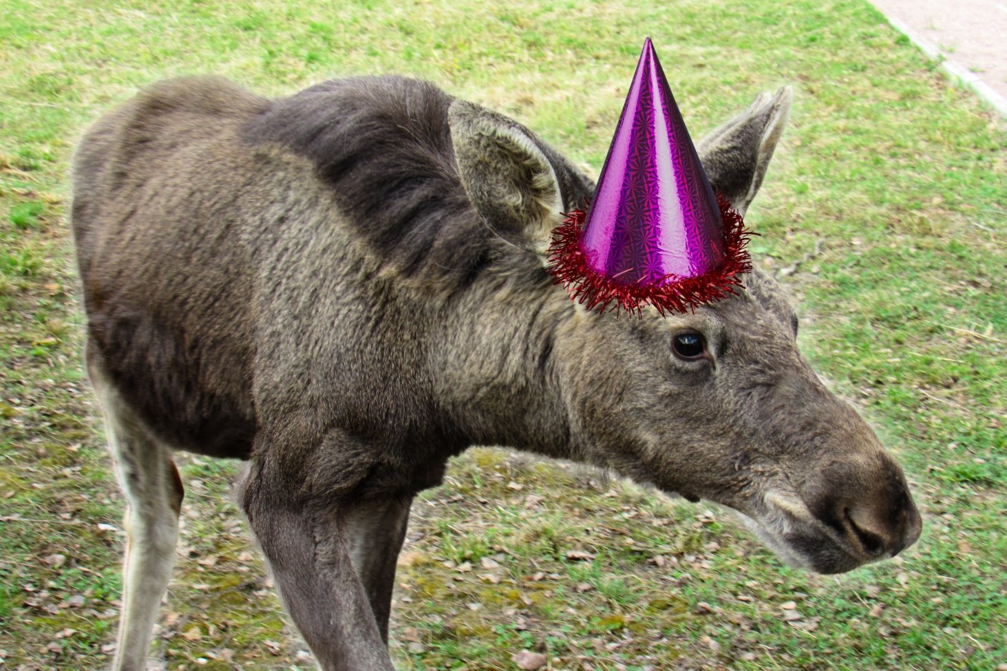 Na zdjęciu widzimy łosia w czapce urodzinowej.