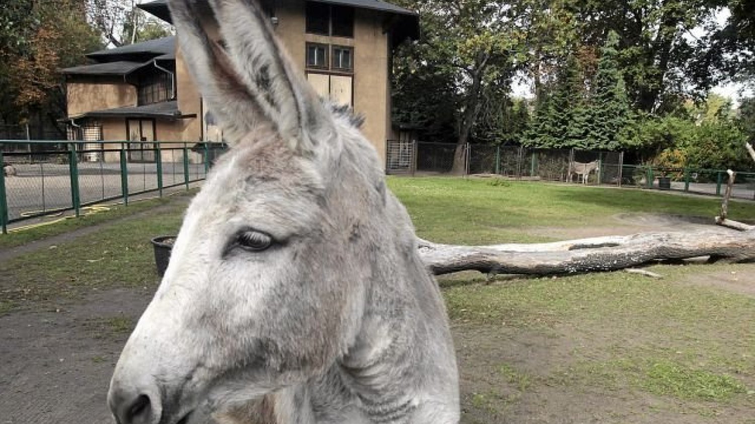 PiS nie odpuszcza i oskarża ZOO o promocję konkubinatów.
