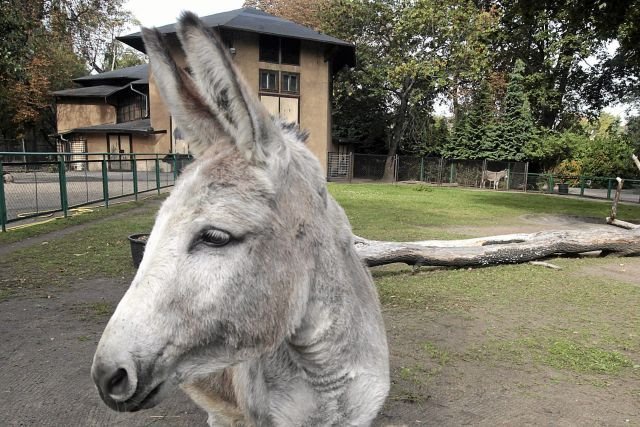 PiS nie odpuszcza i oskarża ZOO o promocję konkubinatów.