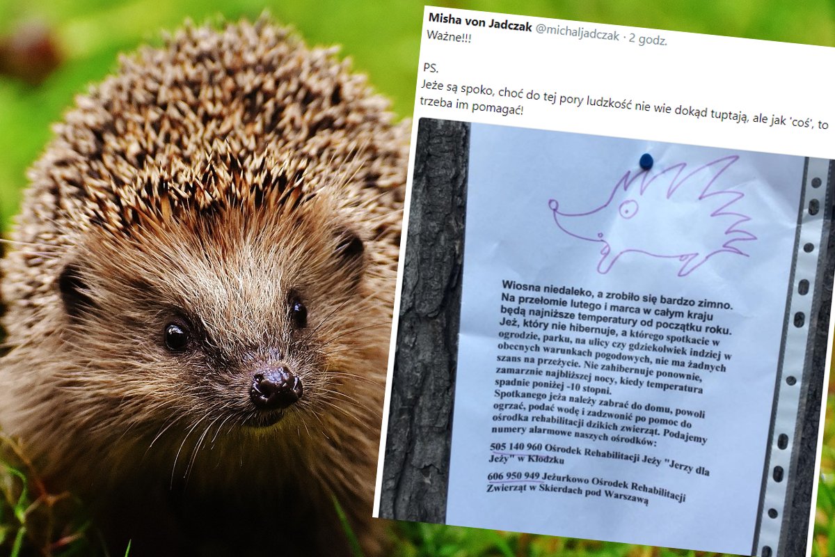 Co zrobić z jeżem zimą? Ogrzać własnym ciałem.