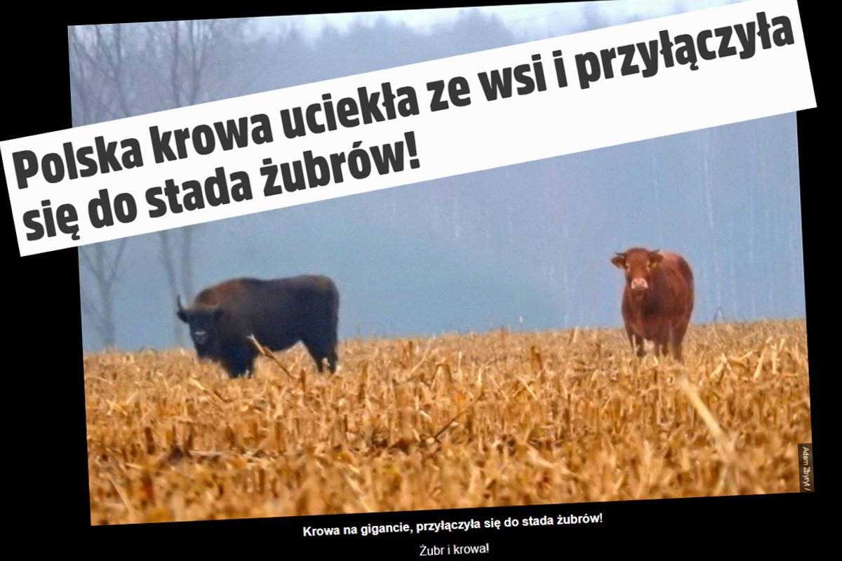 Krowa i żubr