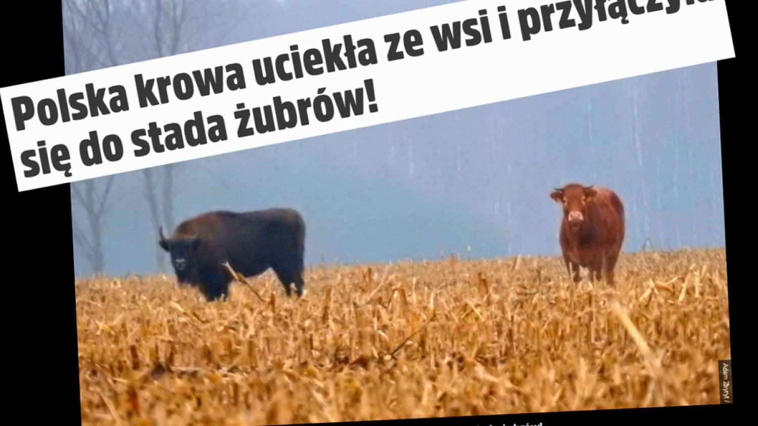 Krowa i żubr
