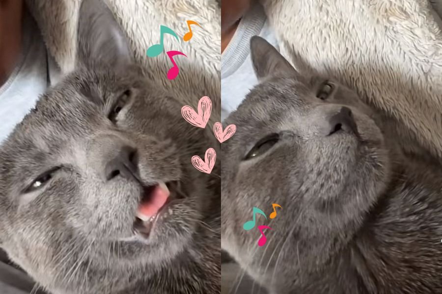 Cuda, cuda ogłaszamy: kotek nauczył się śpiewać ze swoją opiekunką [WIDEO]