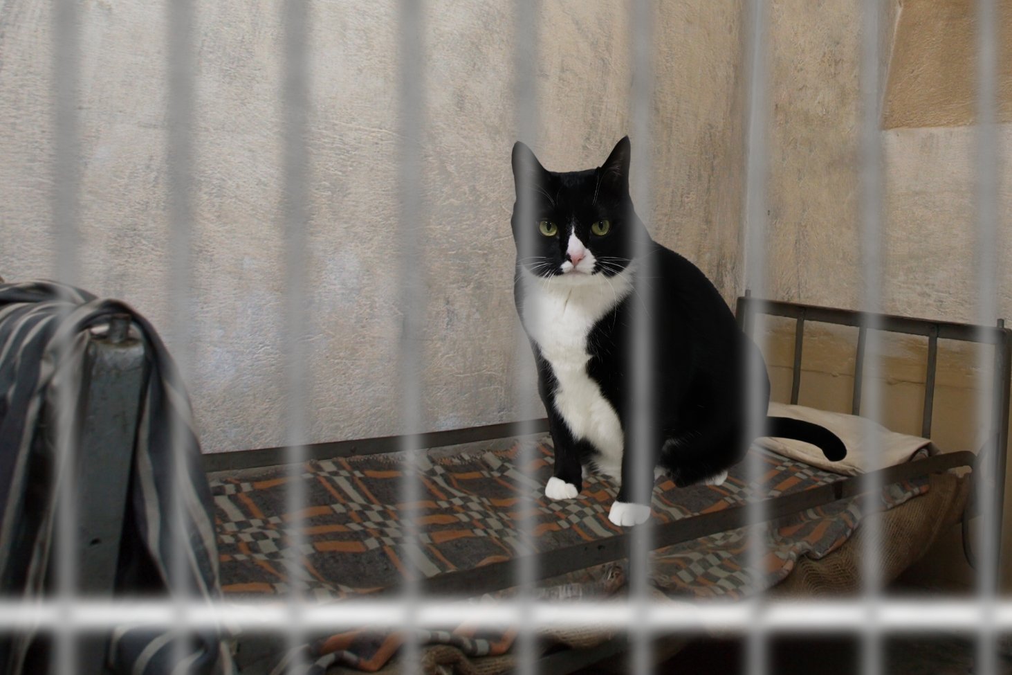 Służba więzienna złapała kociego dilera. Grozi mu dożykocie