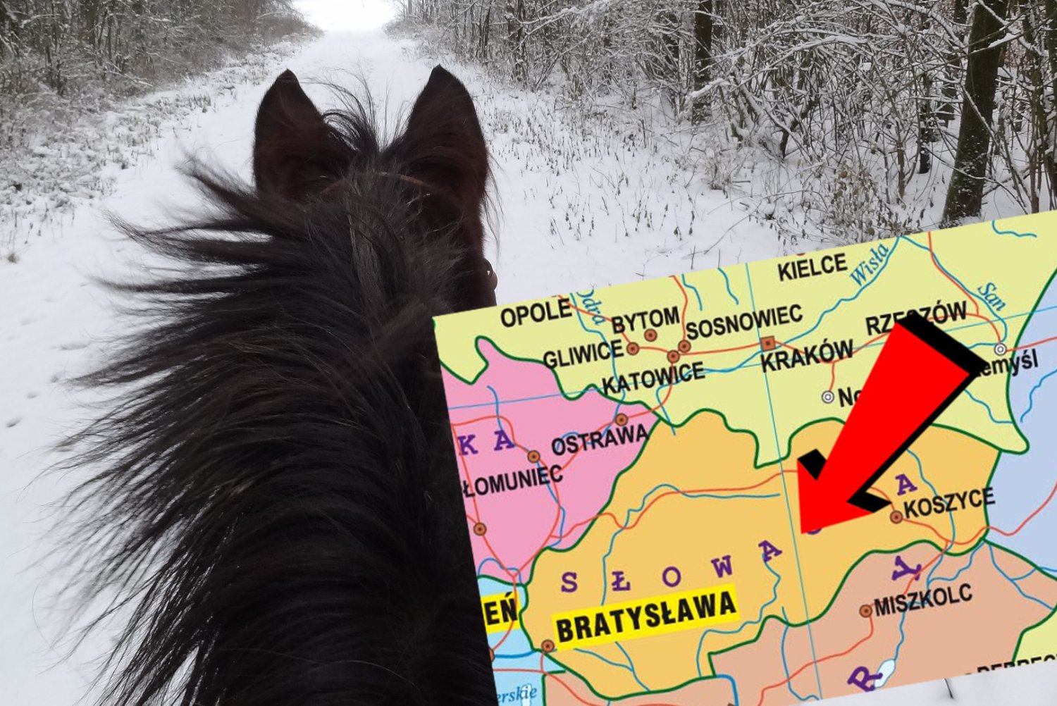 Stada kasztanowatych z powiatu Michalovce w pierwszej kolejności przyjmą klacze ze źrebiętami niezależnie od umaszczenia.