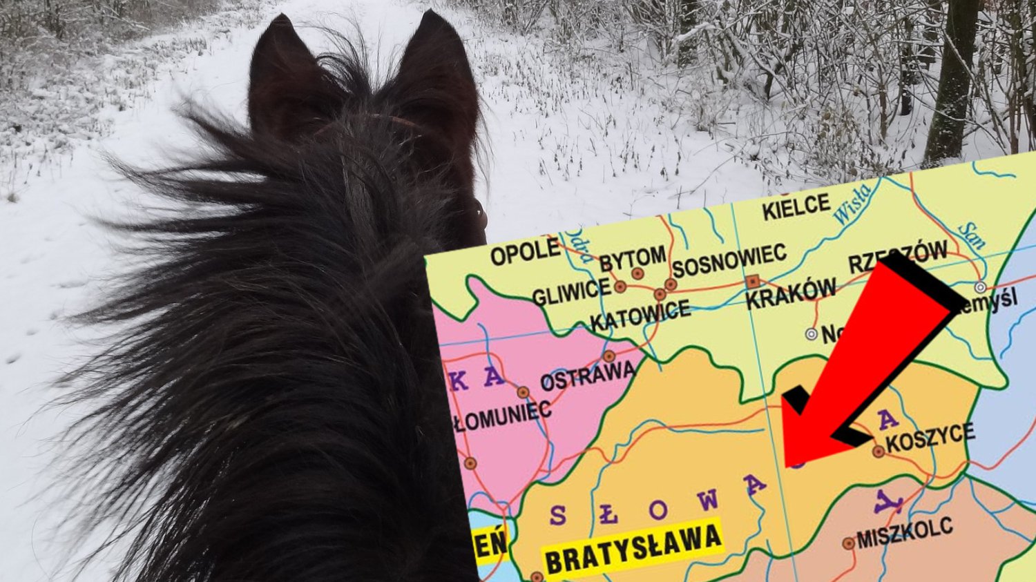 Stada kasztanowatych z powiatu Michalovce w pierwszej kolejności przyjmą klacze ze źrebiętami niezależnie od umaszczenia.