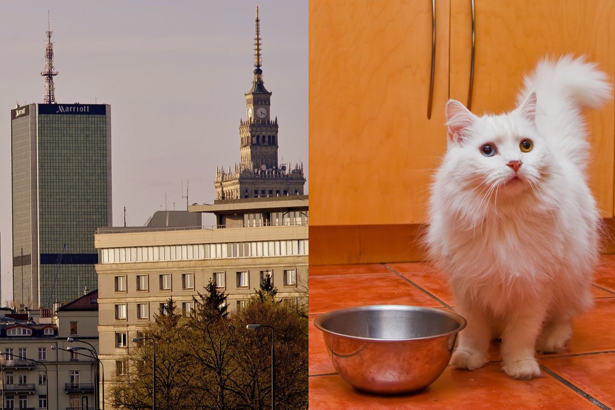 Otwock wpadł nakarmić warszawskie koty.