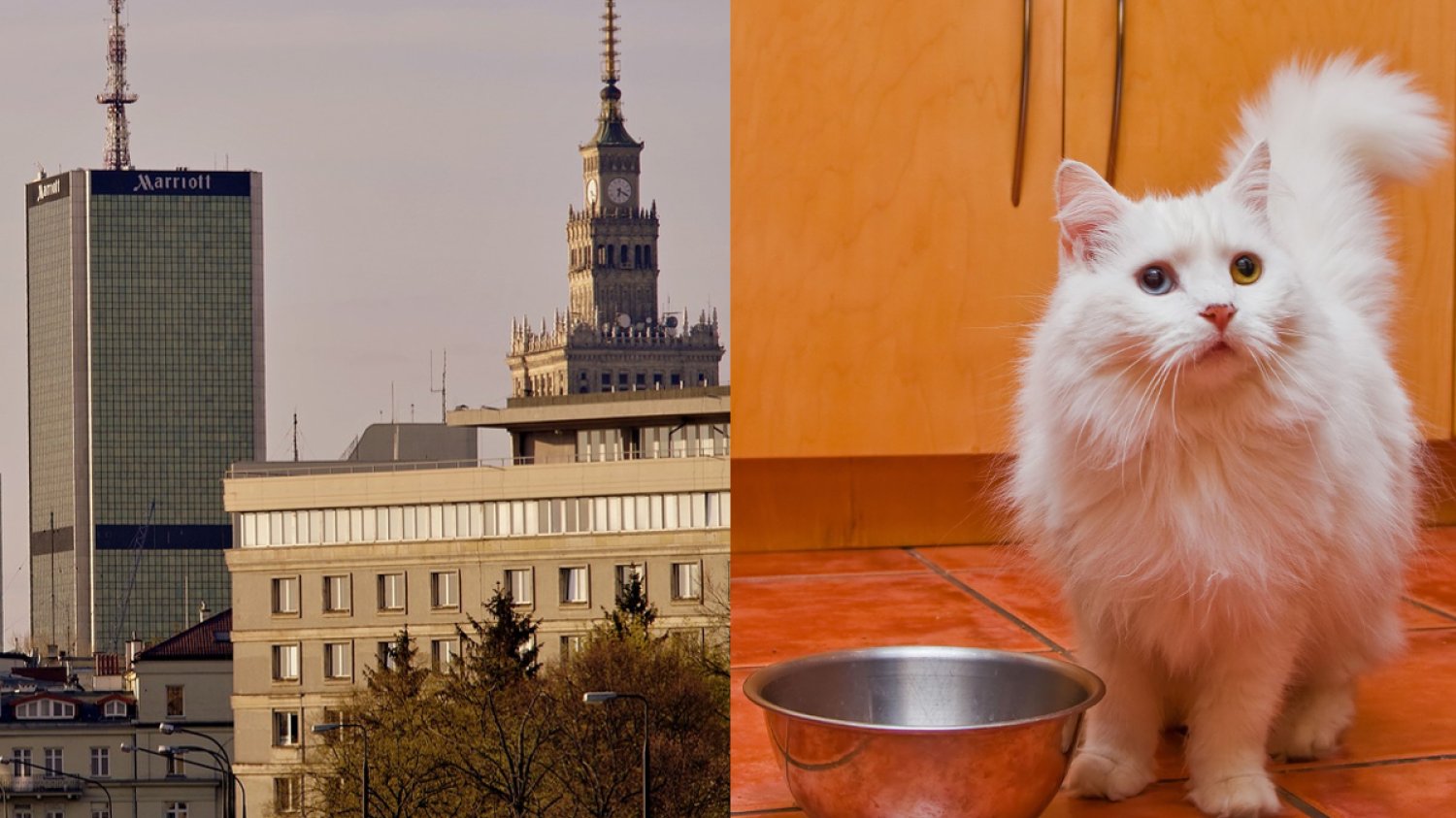 Otwock wpadł nakarmić warszawskie koty.