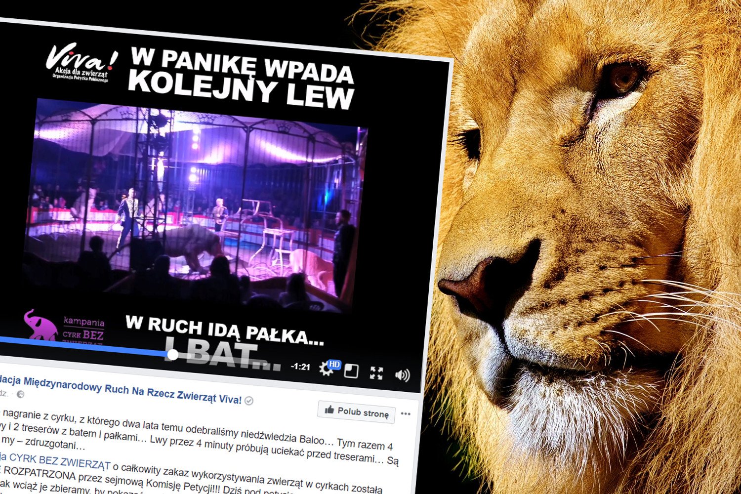 Treserzy z cyrku Vegas znęcali się nad lwami. Trwa zbiórka podpisów pod petycją o cyrk bez zwierząt.