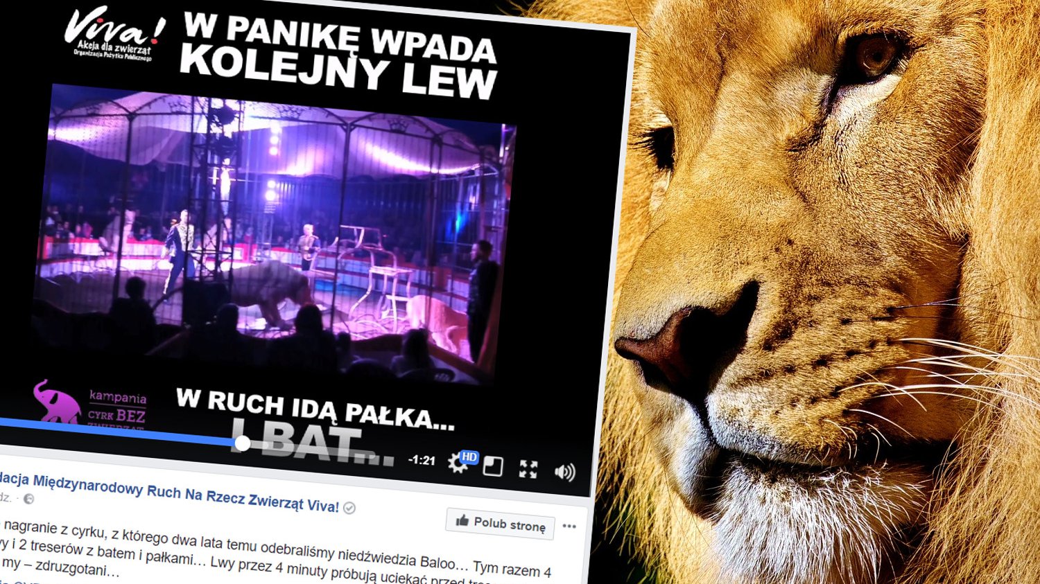 Treserzy z cyrku Vegas znęcali się nad lwami. Trwa zbiórka podpisów pod petycją o cyrk bez zwierząt.