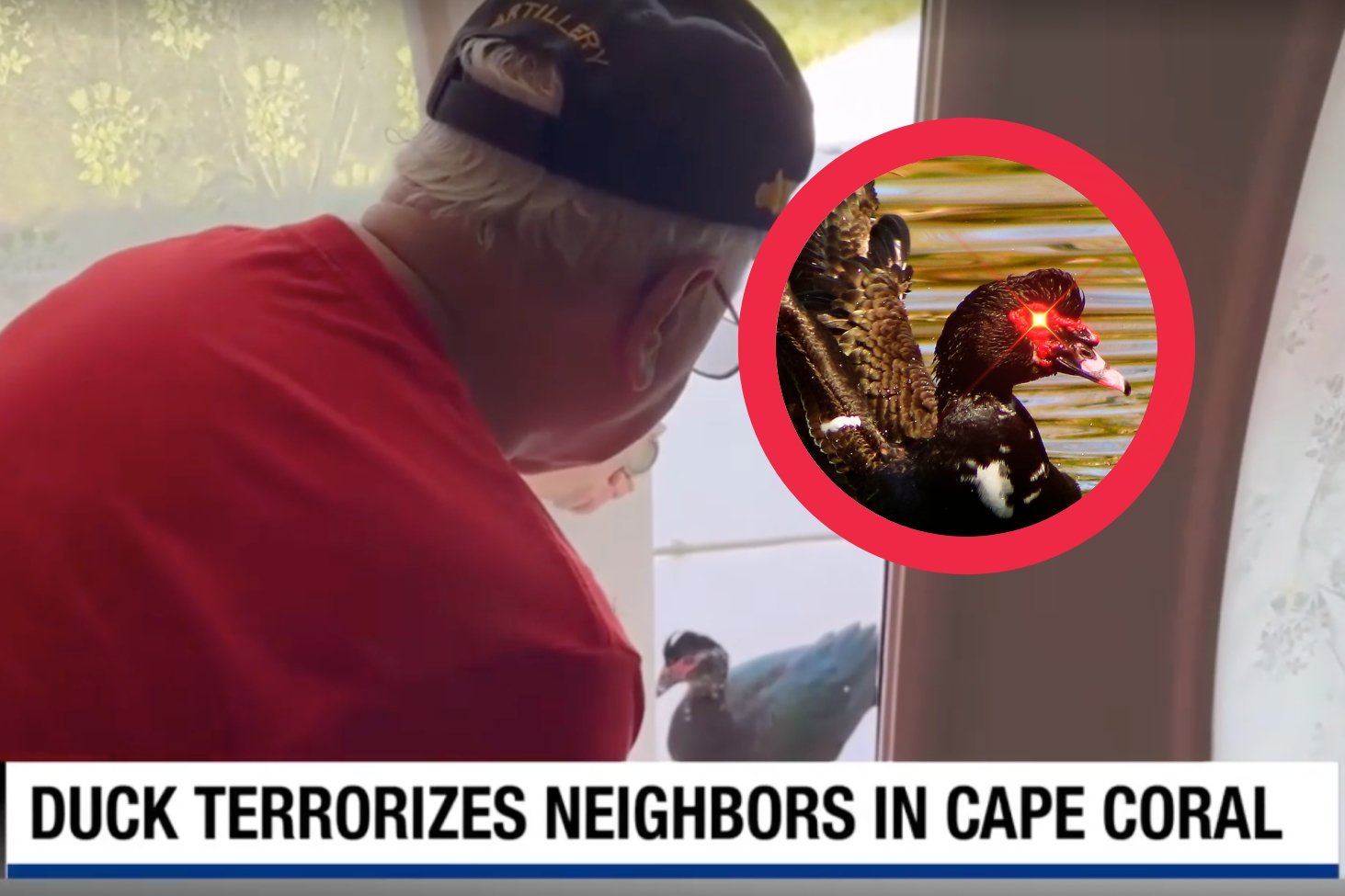 Atak kaczki na Cape Coral w USA. Miasto w chaosie, jedna osoba w szpitalu