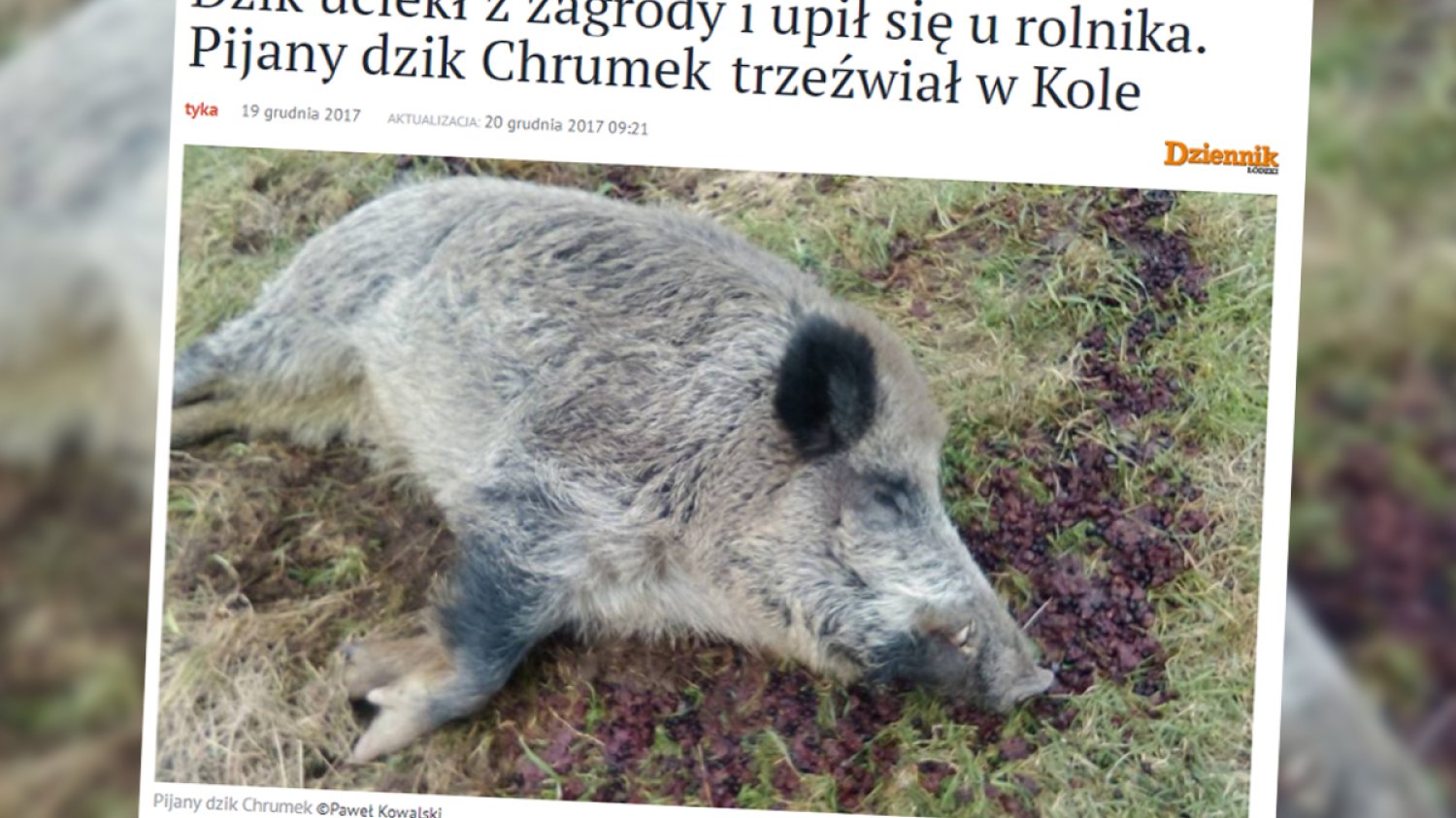 Dzik Chrumek zrobił to, o czym każdy marzy - uciekł, upił się i zasnął.