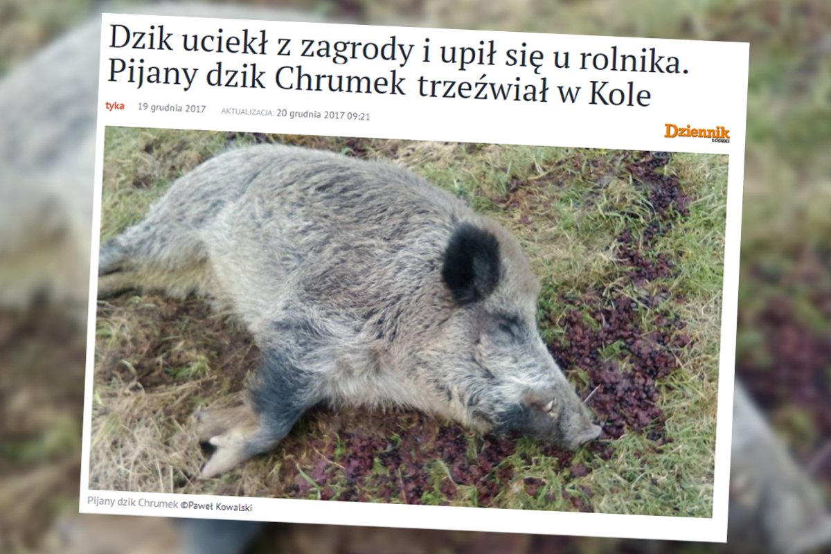 Dzik Chrumek zrobił to, o czym każdy marzy - uciekł, upił się i zasnął.